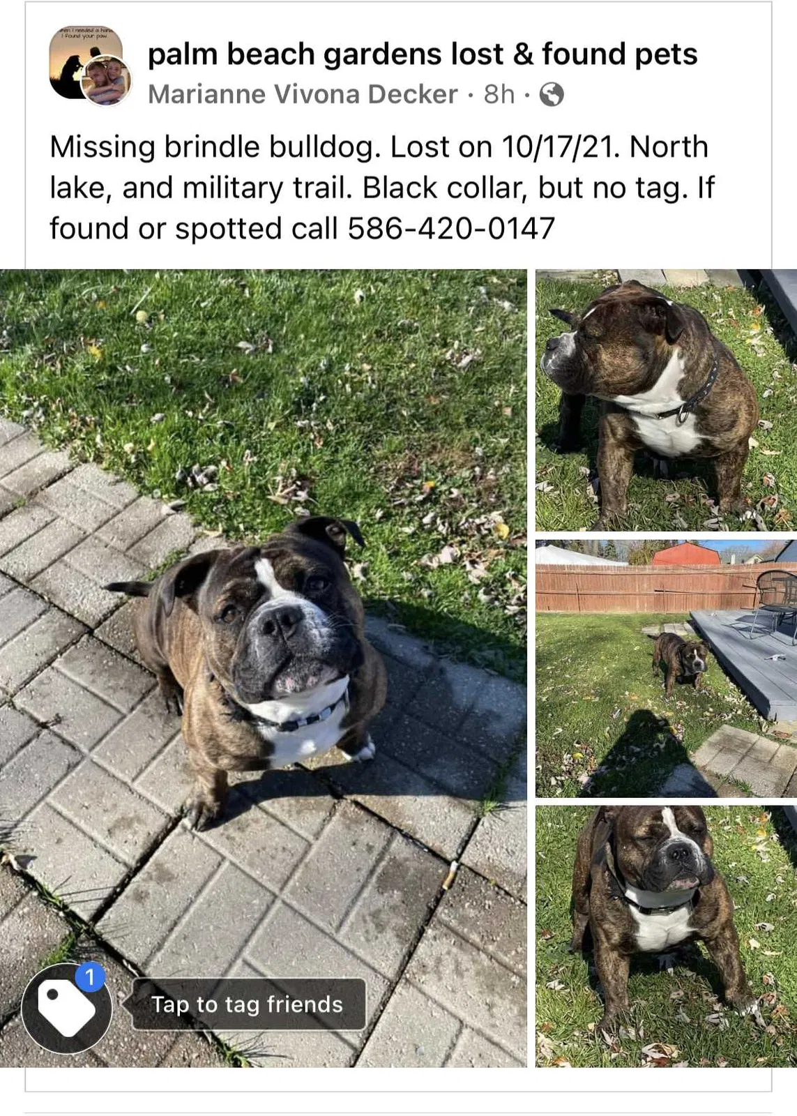 Lost dog in Palm Beach Gardens, FL, 33410