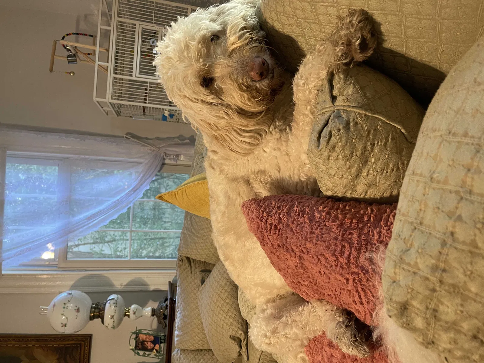 Lost dog in Bamberg, SC, 29003