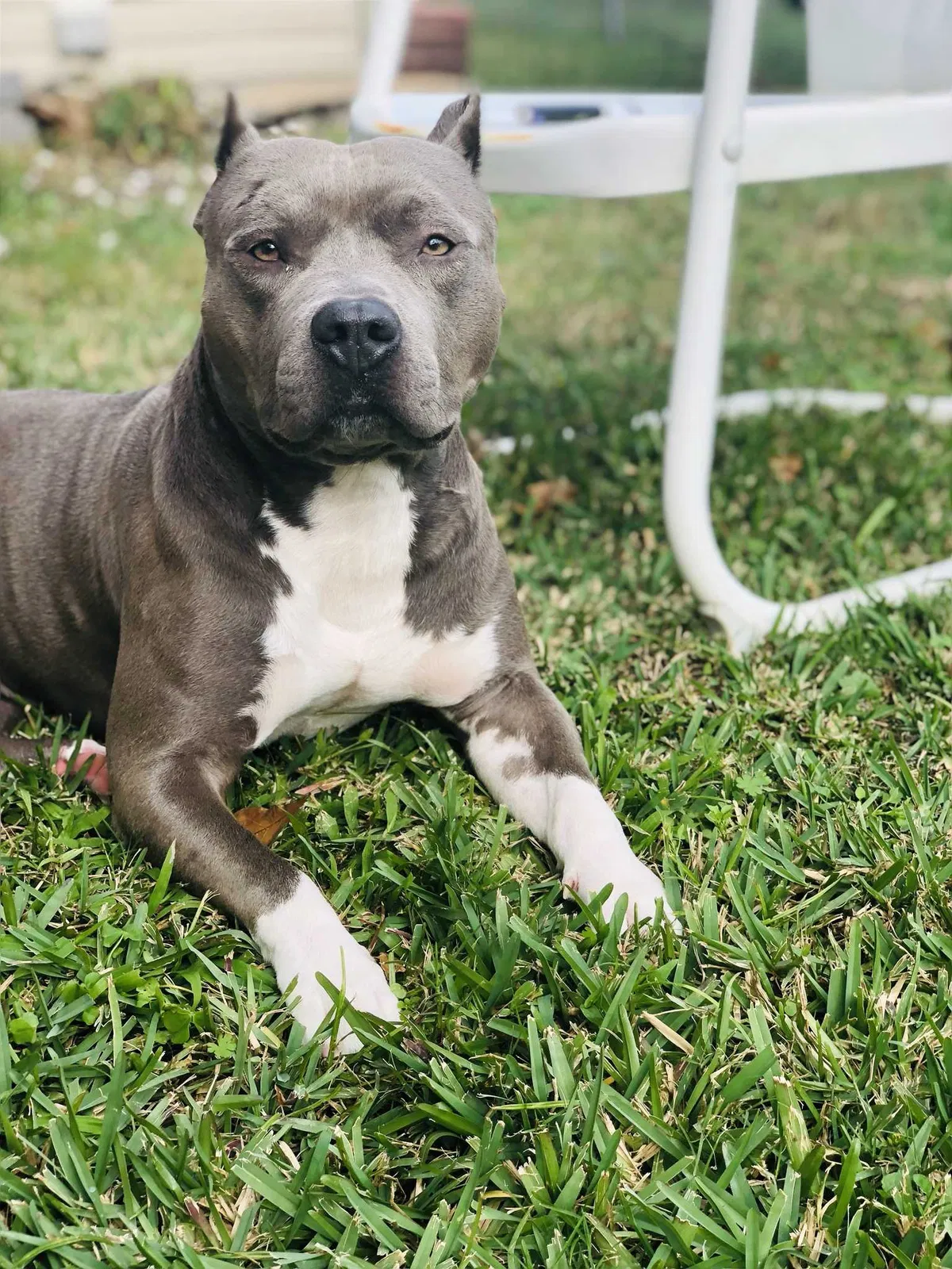 Lost dog in Gretna, LA, 70056