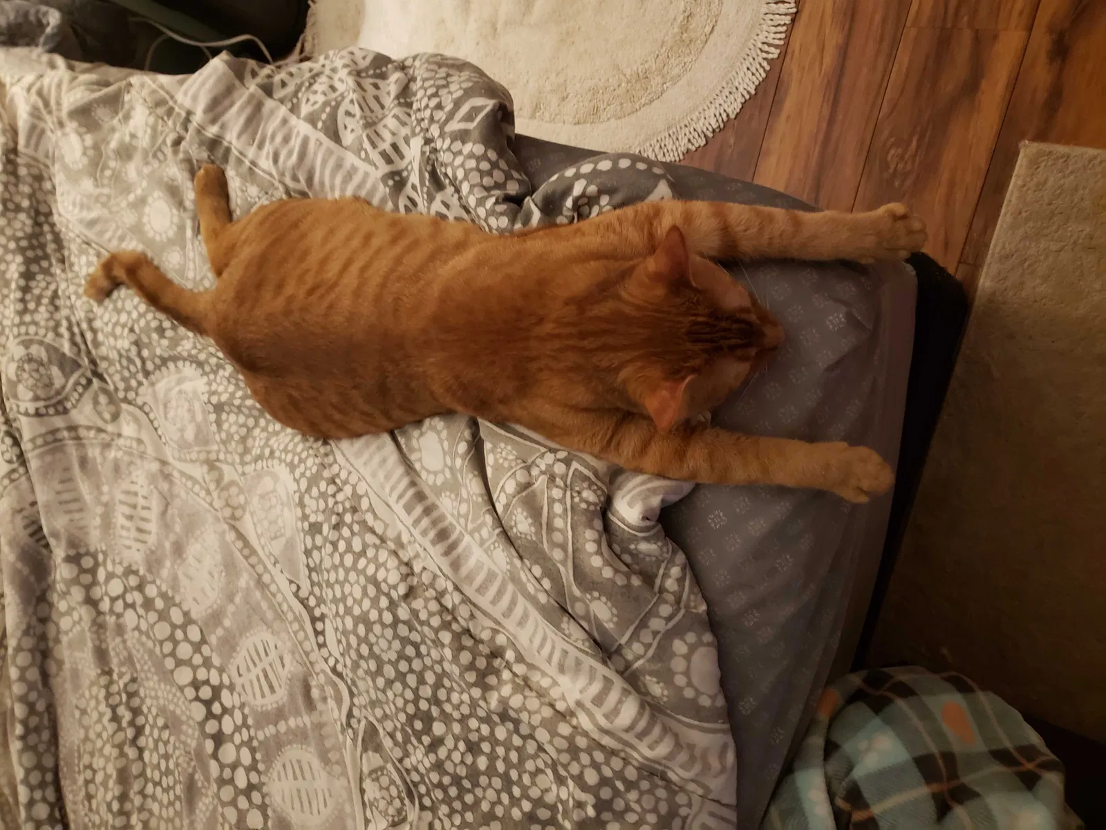Lost cat in Fort Oglethorpe, GA, 30742