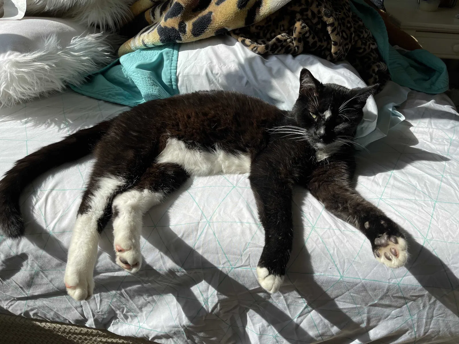 Lost cat in Maize, KS, 67101