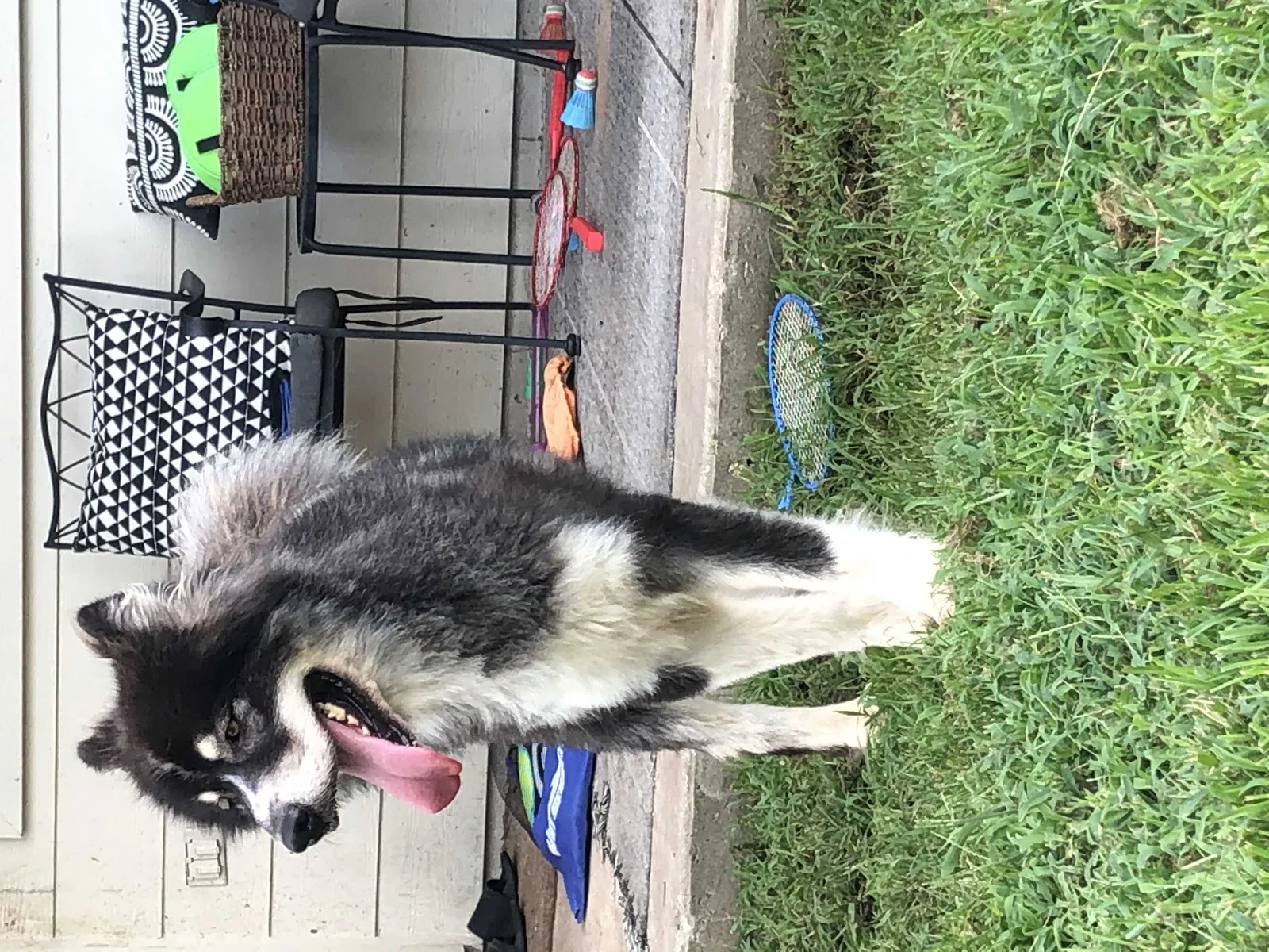 Lost dog in Katy, TX, 77449