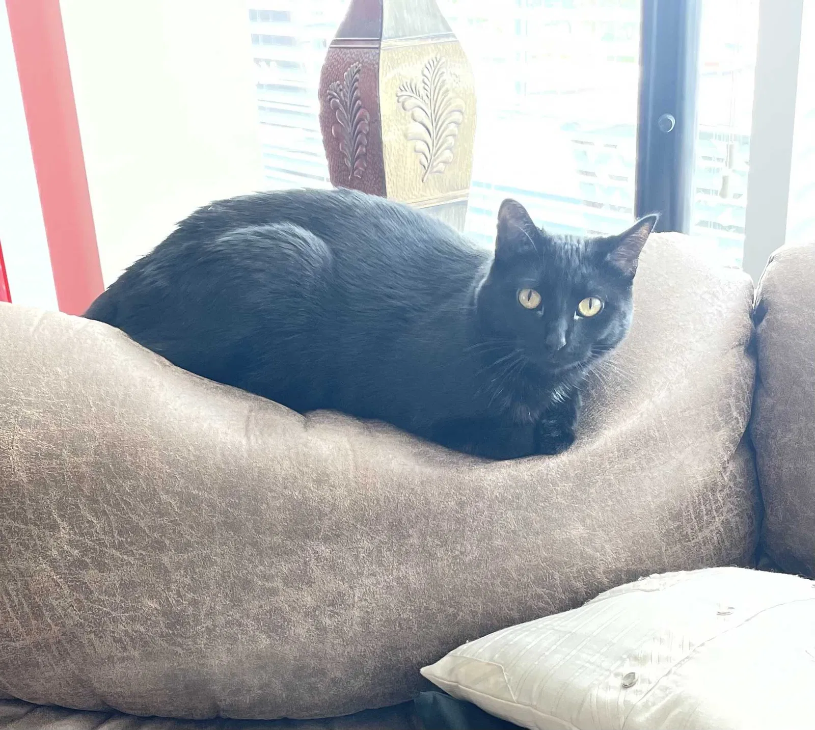 Lost cat in Des Moines, IA, 50317