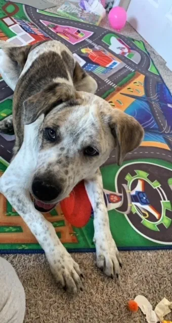 Lost dog in Colorado Springs, CO, 80916