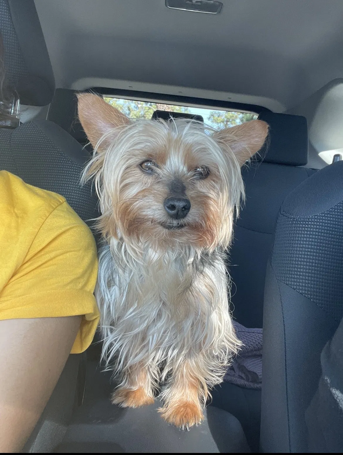 Lost dog in Rialto, CA, 92376