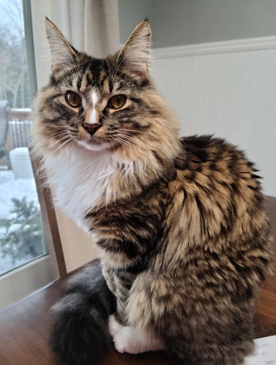 Lost cat in Grandville, MI, 49418