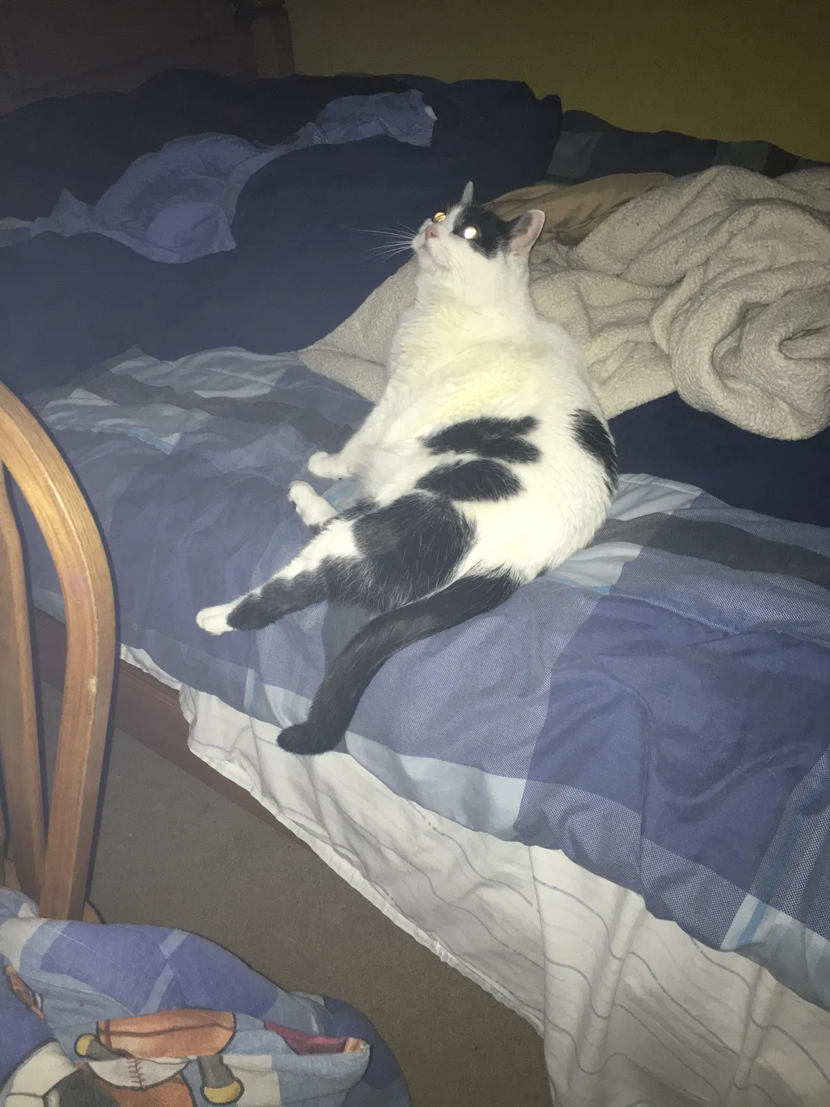 Lost cat in Kaukauna, WI, 54130