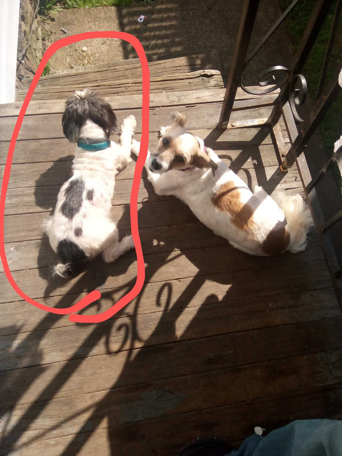 Lost dog in Wilkes Barre, PA, 18705