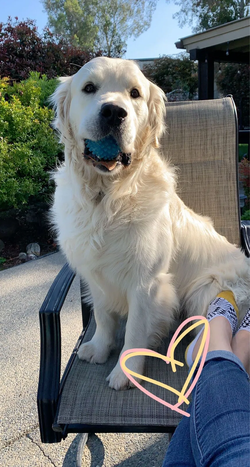 Lost dog in Porterville, CA, 93257