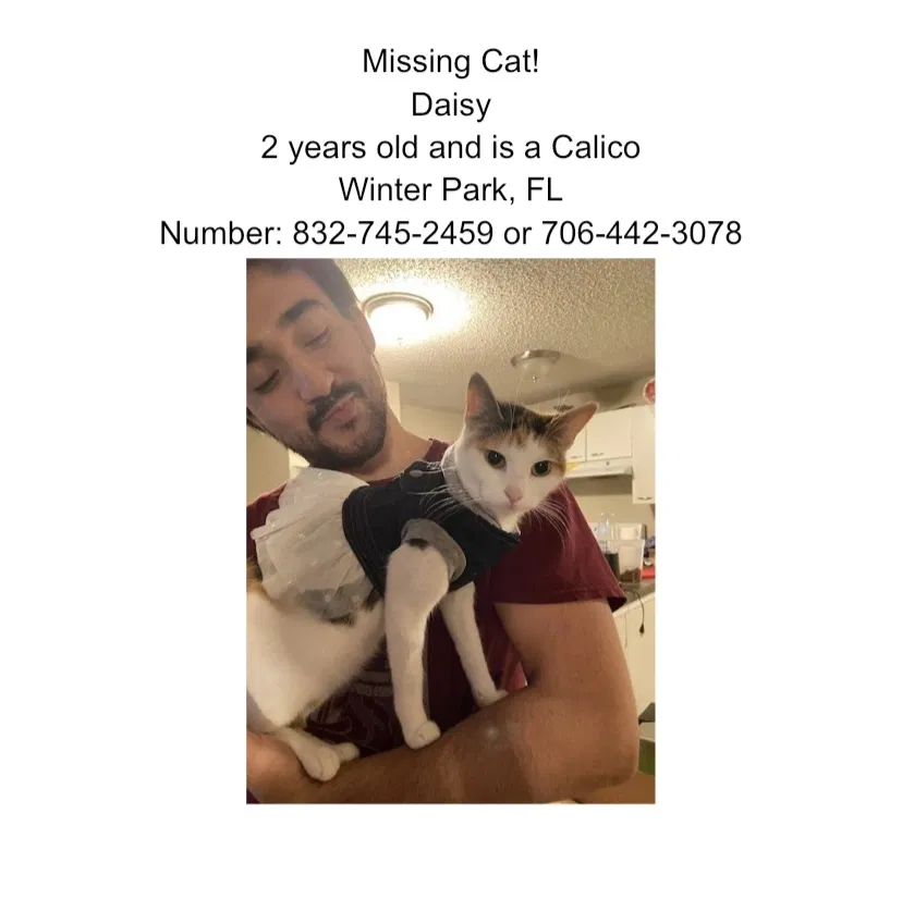 Lost cat in Winter Park, FL, 32792