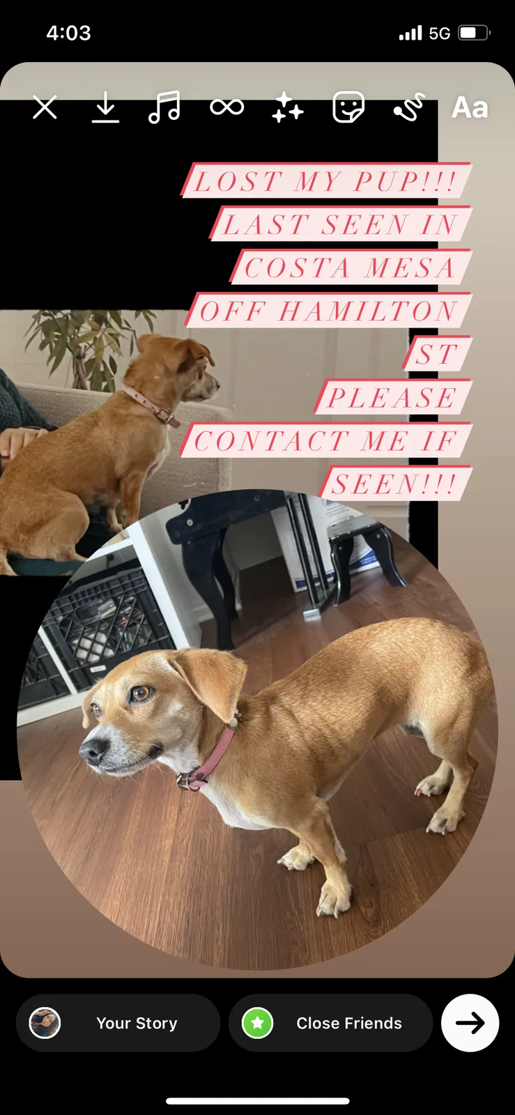 Lost dog in Costa Mesa, CA, 92627