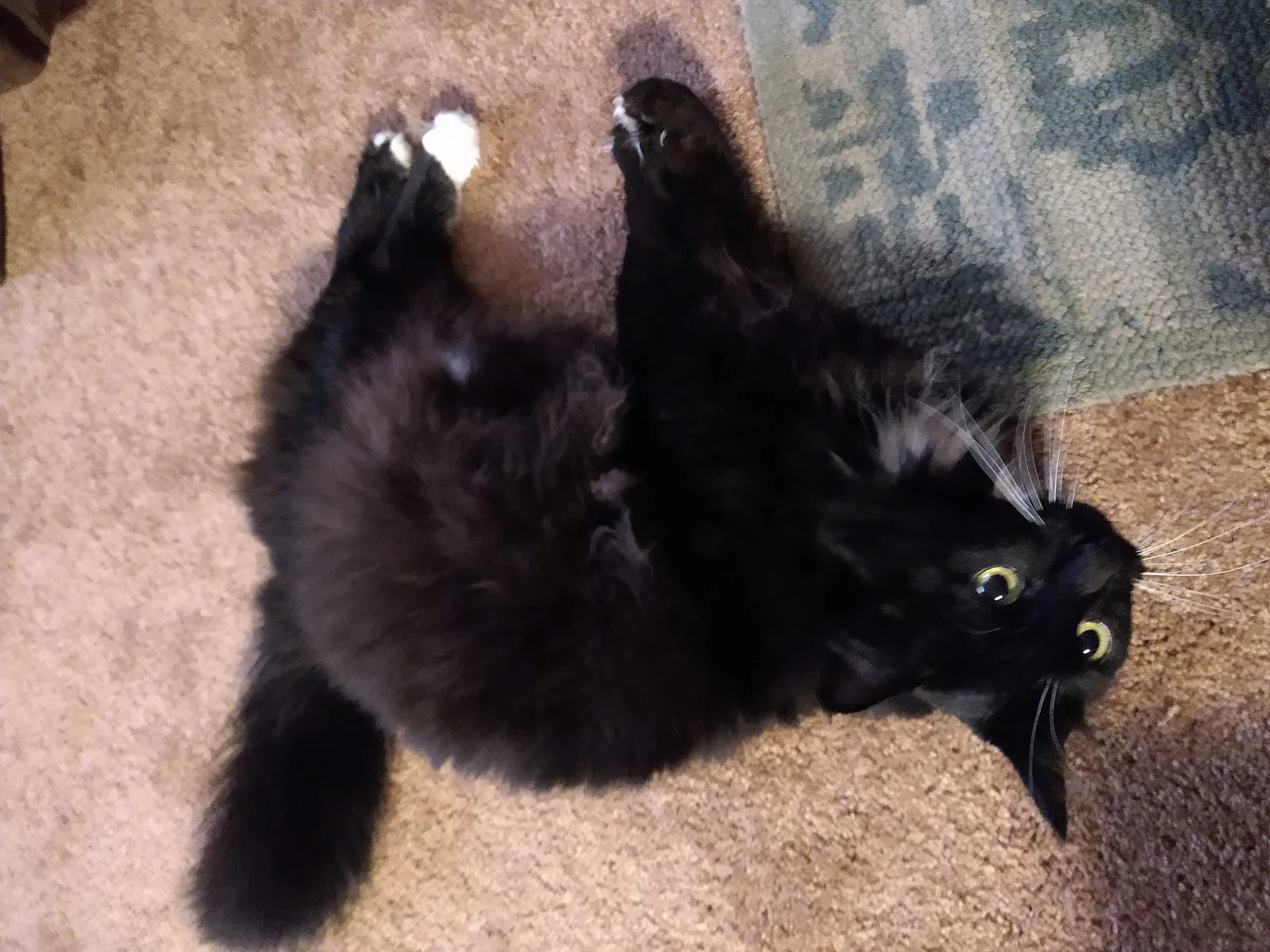 Lost cat in Erie, PA, 16505