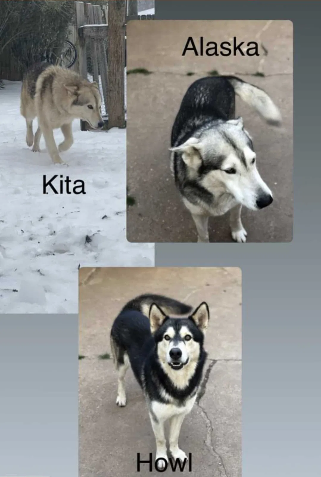 Lost dog in Bossier City, LA, 71112