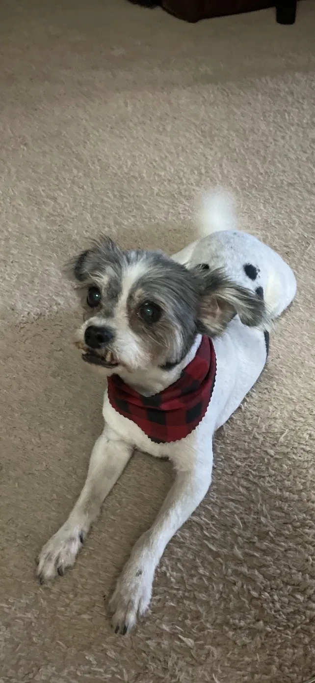 Lost dog in Converse, TX, 78109