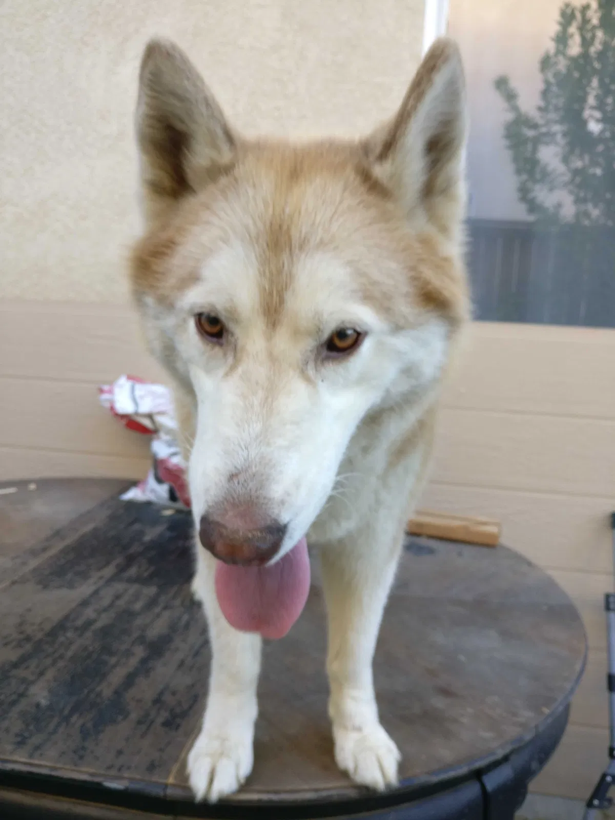 Lost dog in Beaumont, CA, 92223