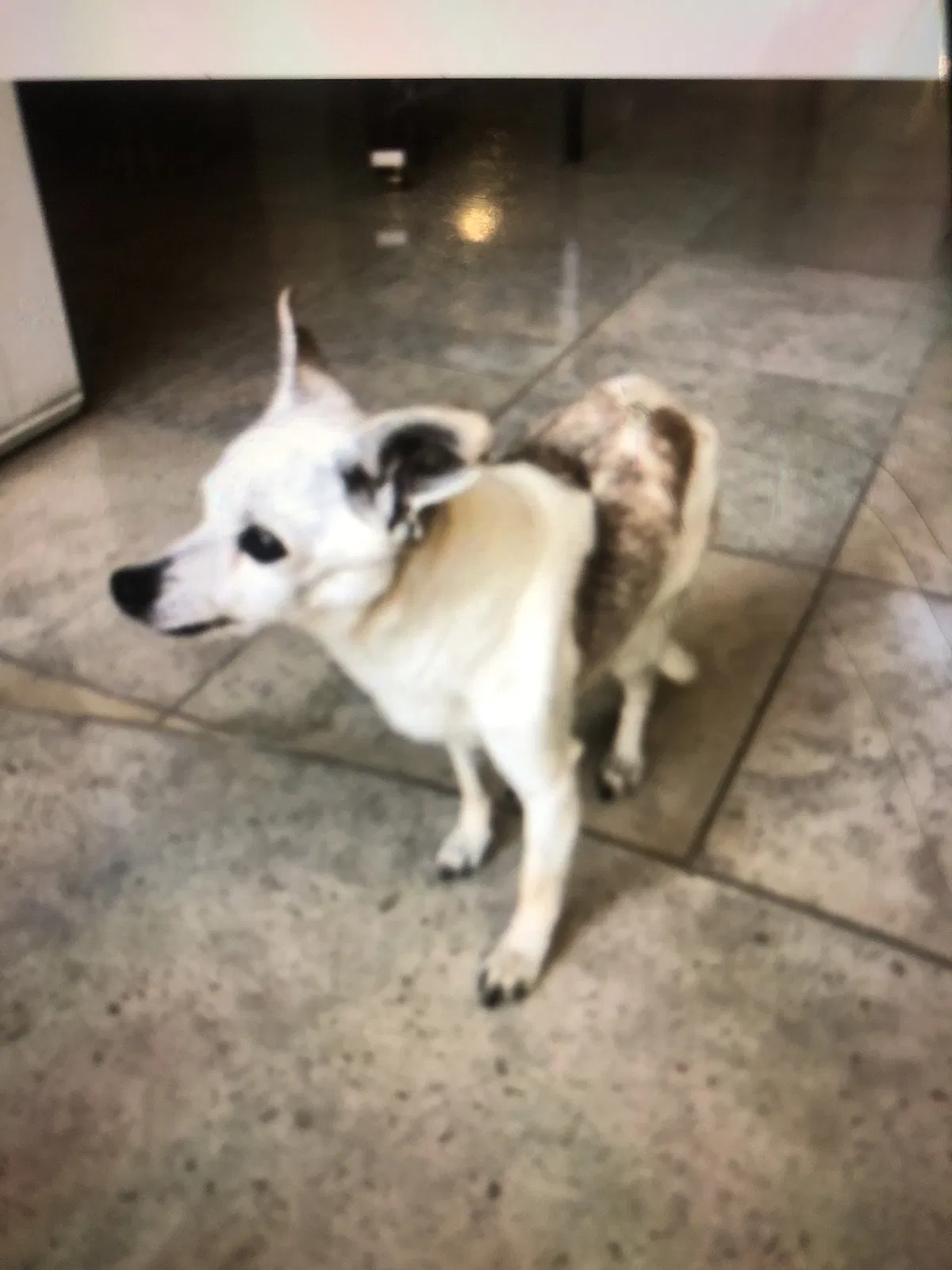 Lost dog in Oakland, CA, 94611