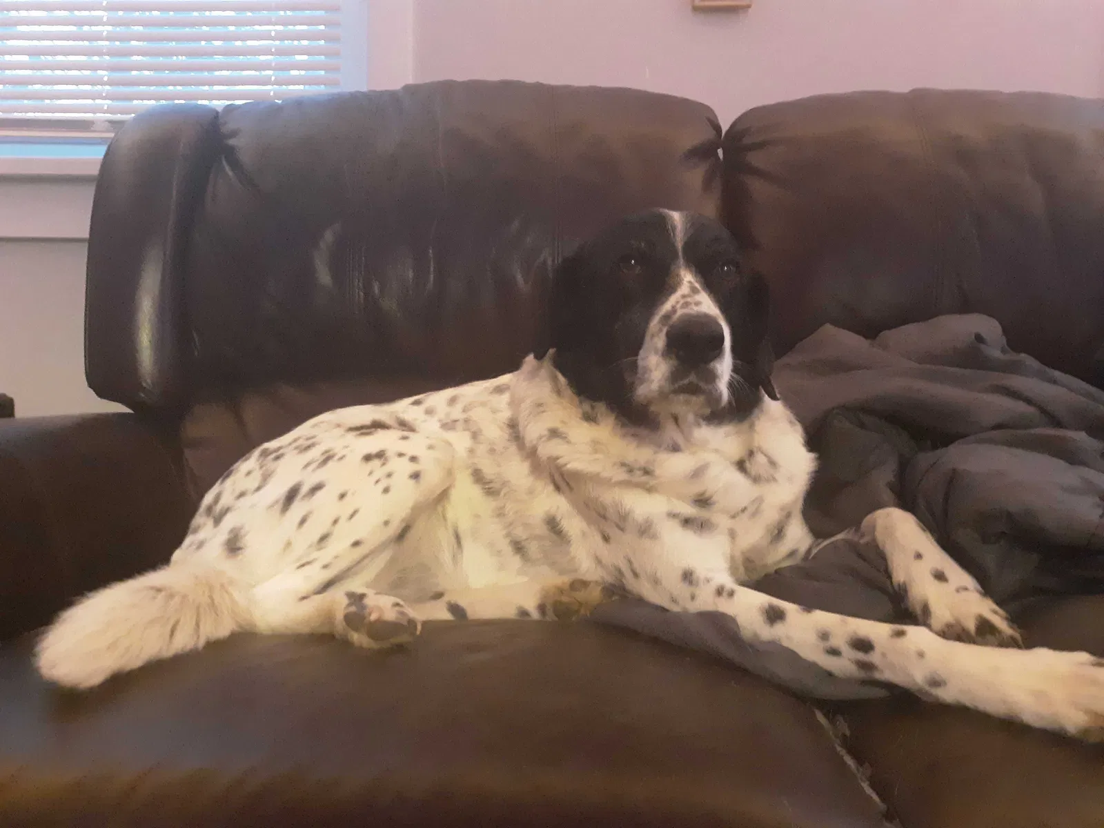 Lost dog in Tacoma, WA, 98418