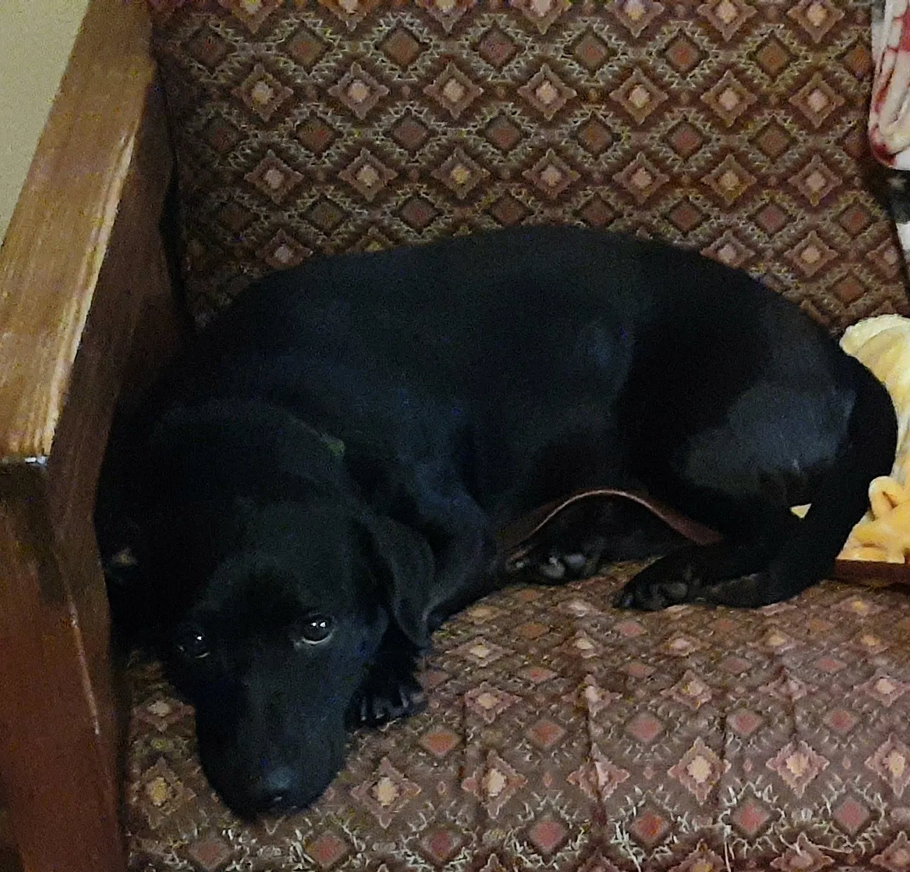 Lost dog in Mansfield, TX, 76063