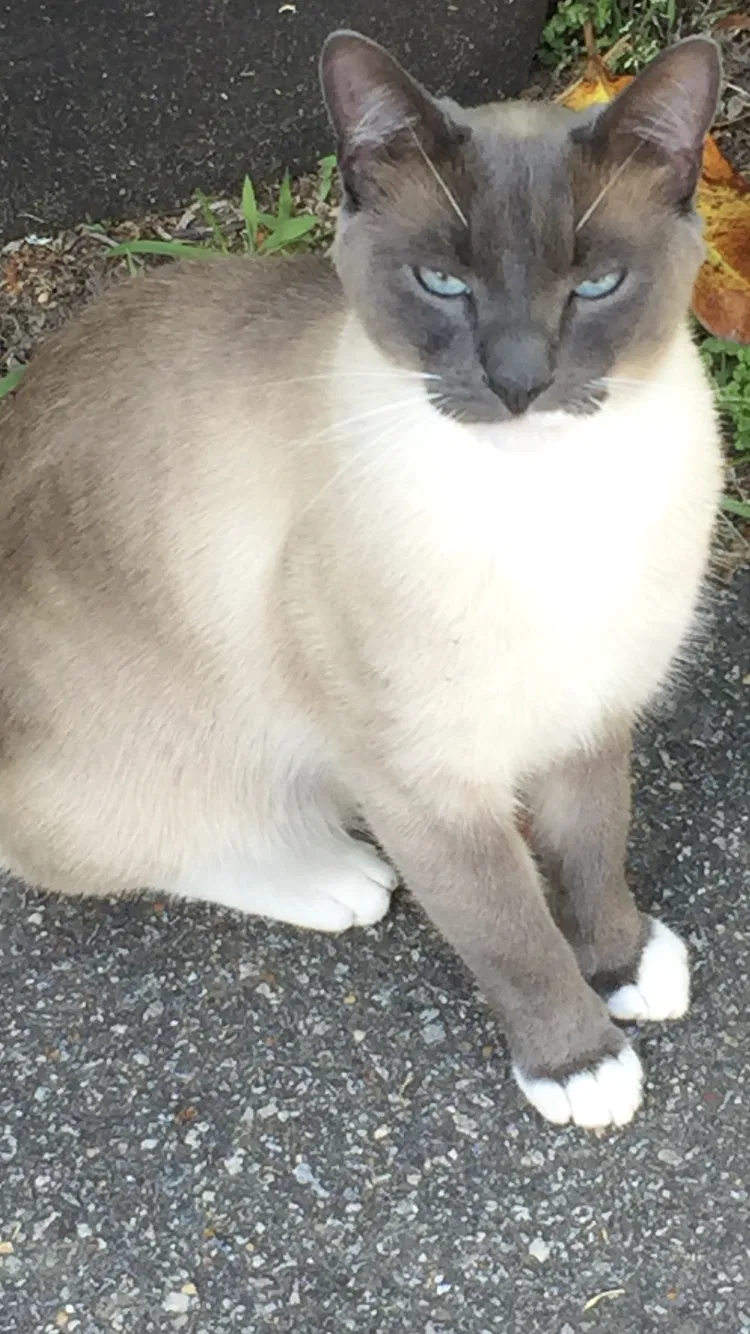 Lost cat in Virginia Beach, VA, 23451