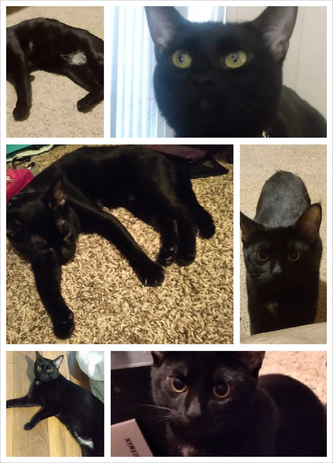 Lost cat in Claremore, OK, 74017