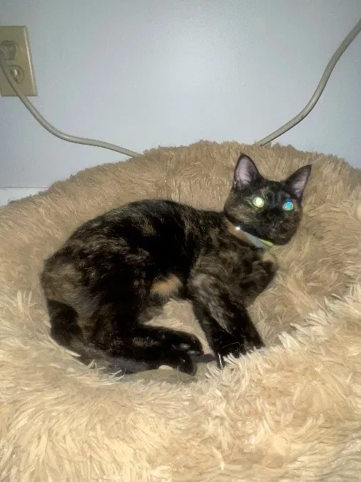Lost cat in Carrollton, GA, 30117