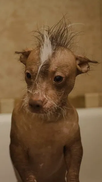 Lost dog in Phoenix, AZ, 85003
