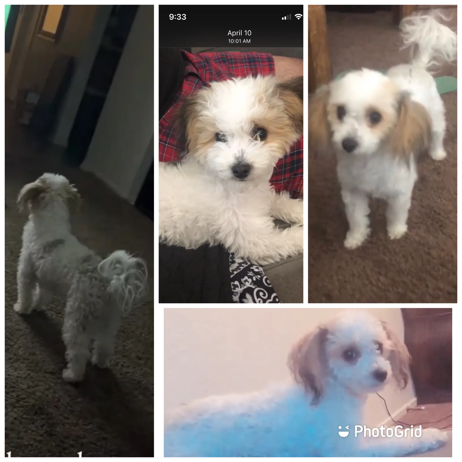 Lost dog in Moreno Valley, CA, 92553