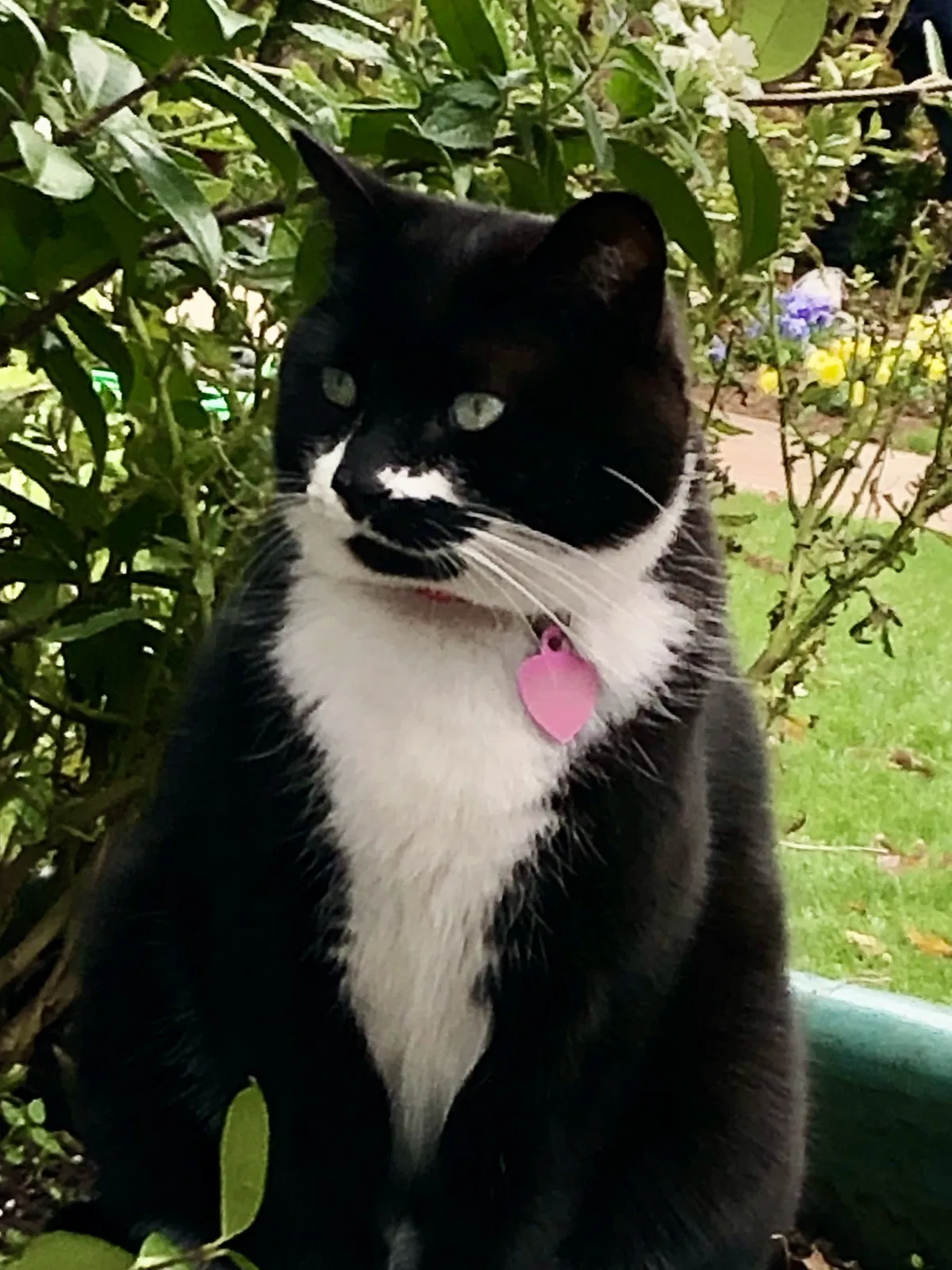 Lost cat in Virginia Beach, VA, 23451