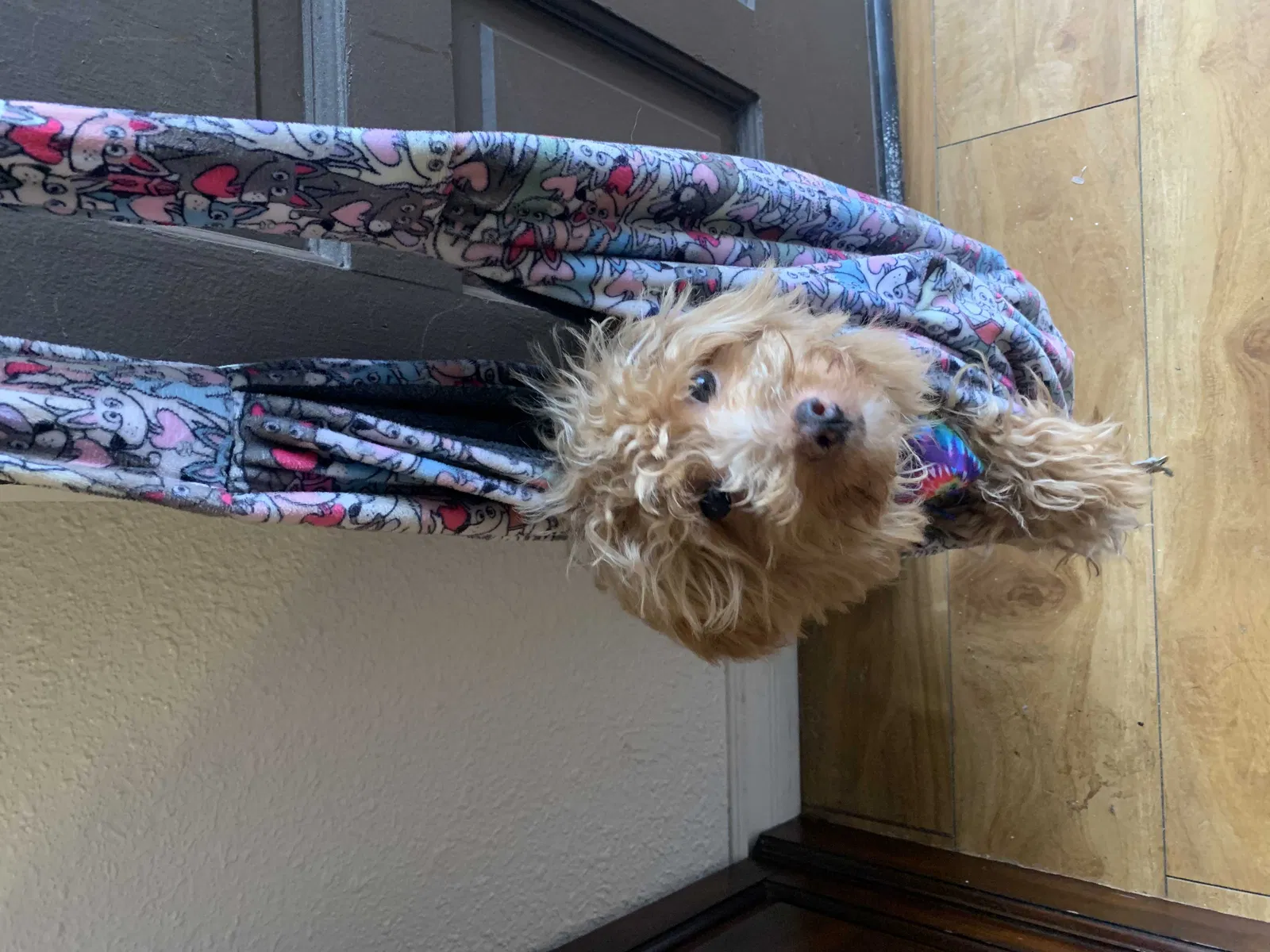 Lost dog in San Diego, CA, 92102