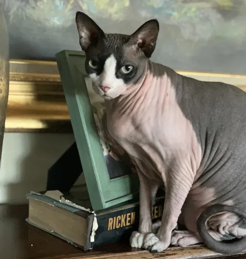 Lost cat in Queen Creek, AZ, 85142
