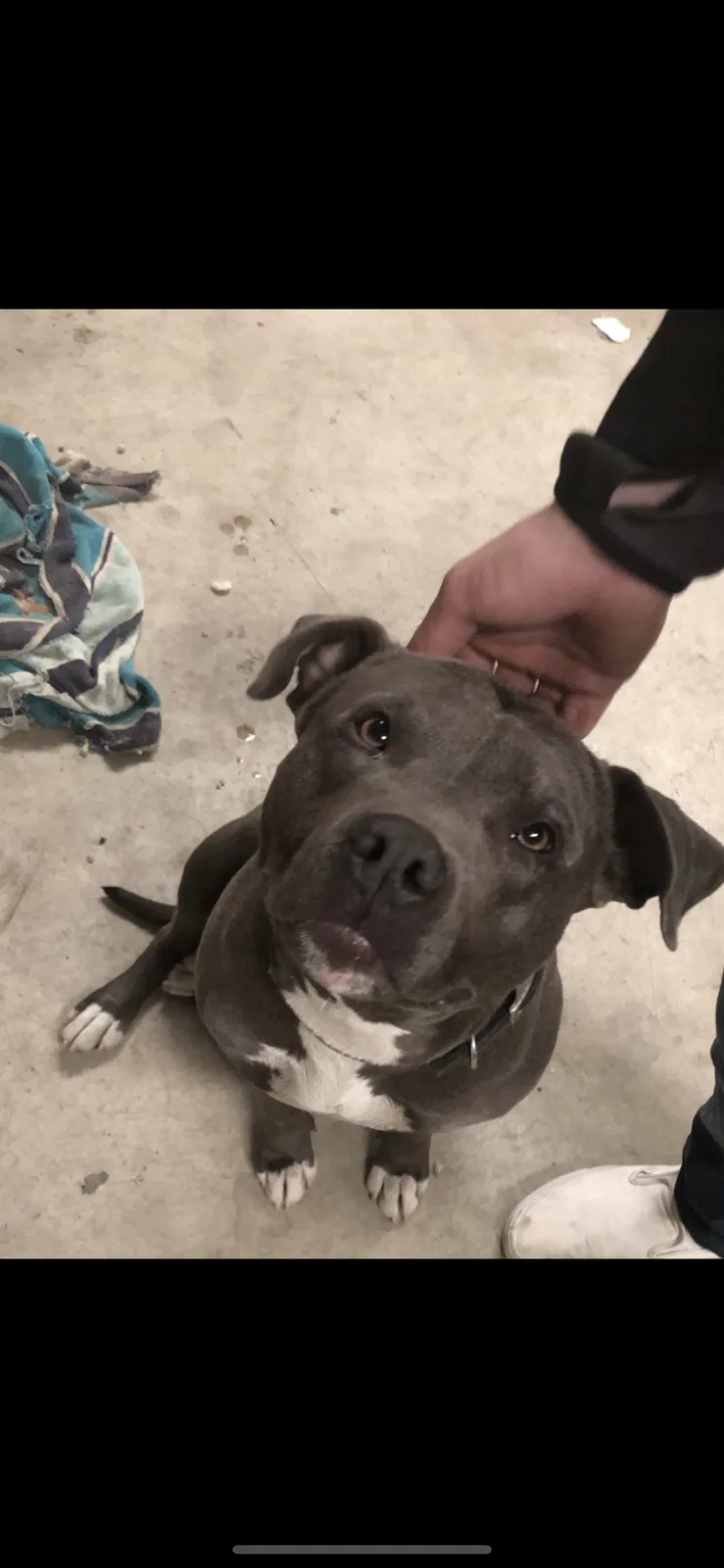 Lost dog in Linden, CA, 95236