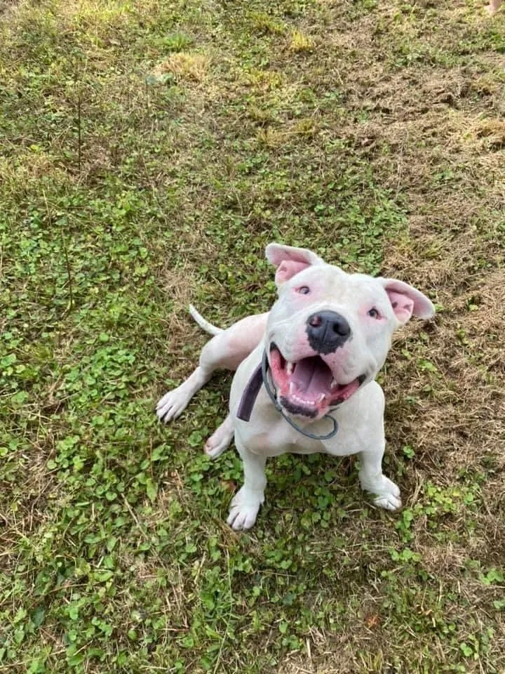 Lost dog in Oliver Springs, TN, 37840