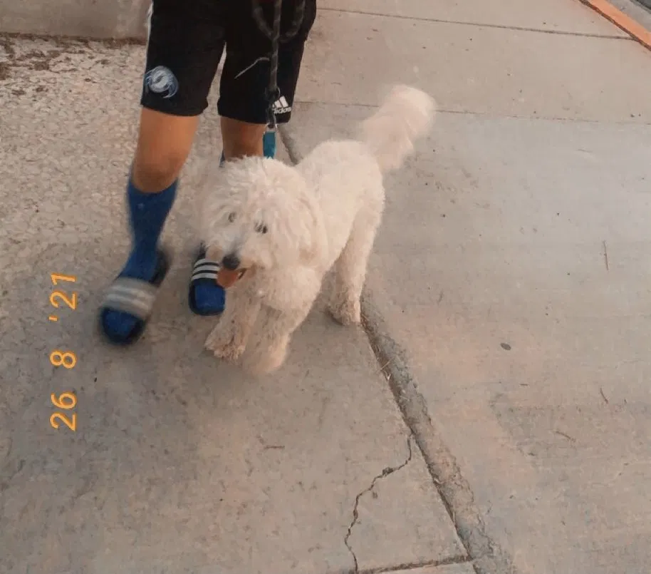 Lost dog in Los Angeles, CA, 90017