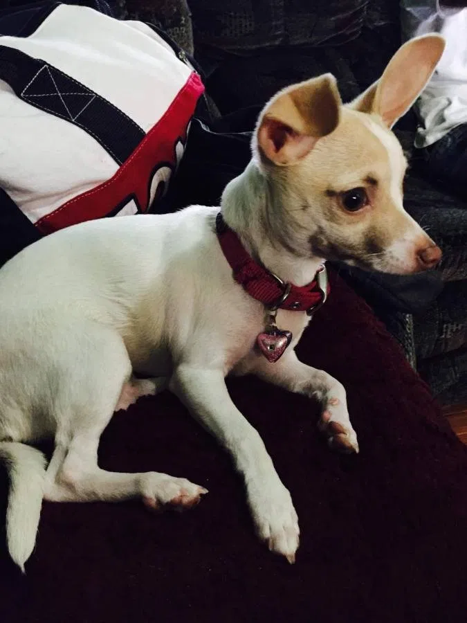 Lost dog in Allentown, PA, 18102