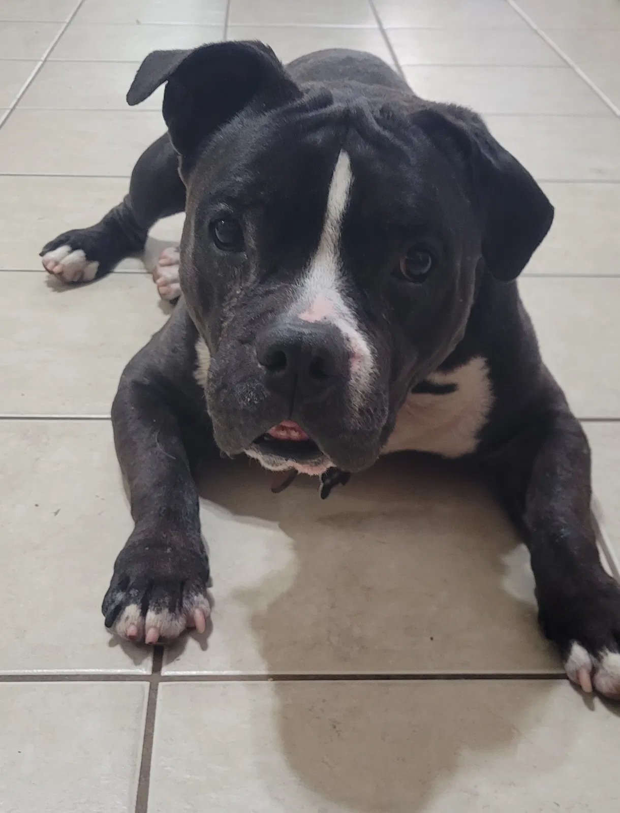 Lost dog in Sacramento, CA, 95838
