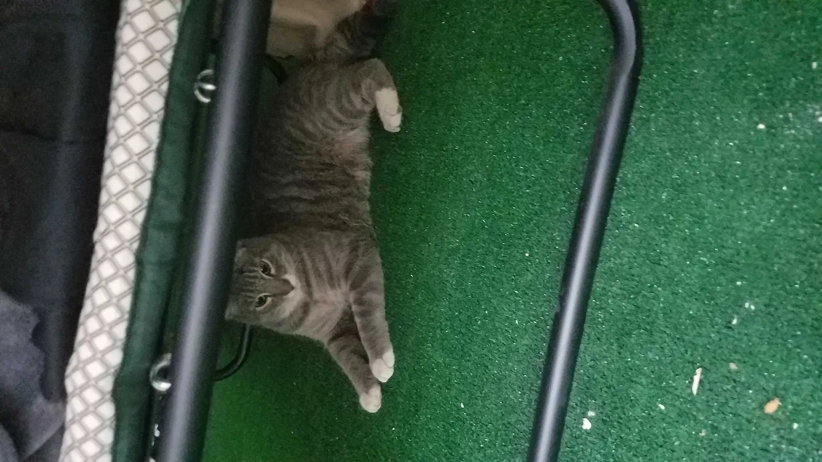Lost cat in Charleston, SC, 29414