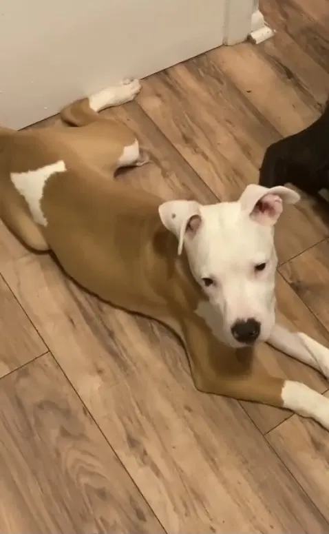Lost dog in Cleveland, OH, 44120