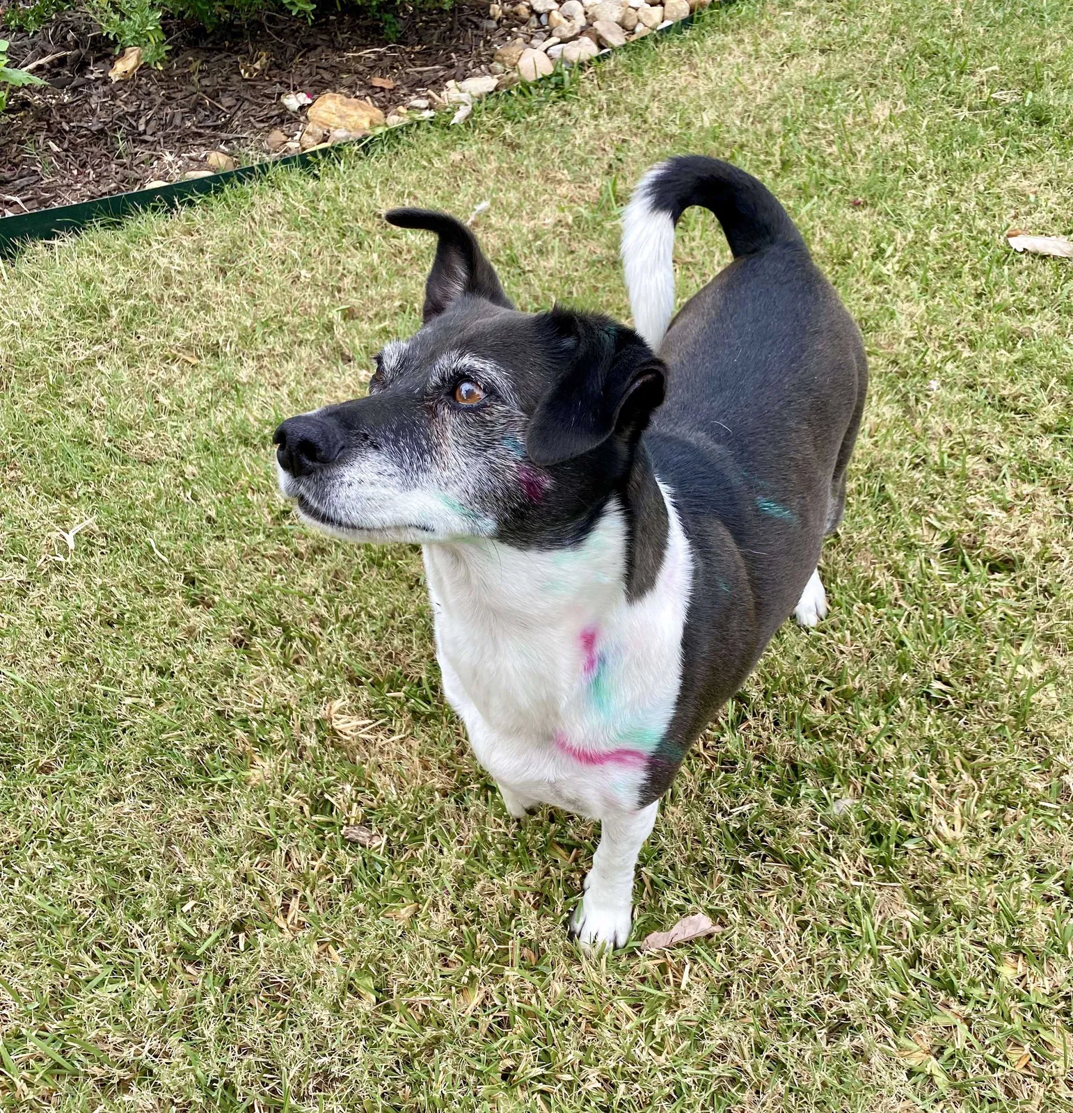 Lost dog in Mckinney, TX, 75069