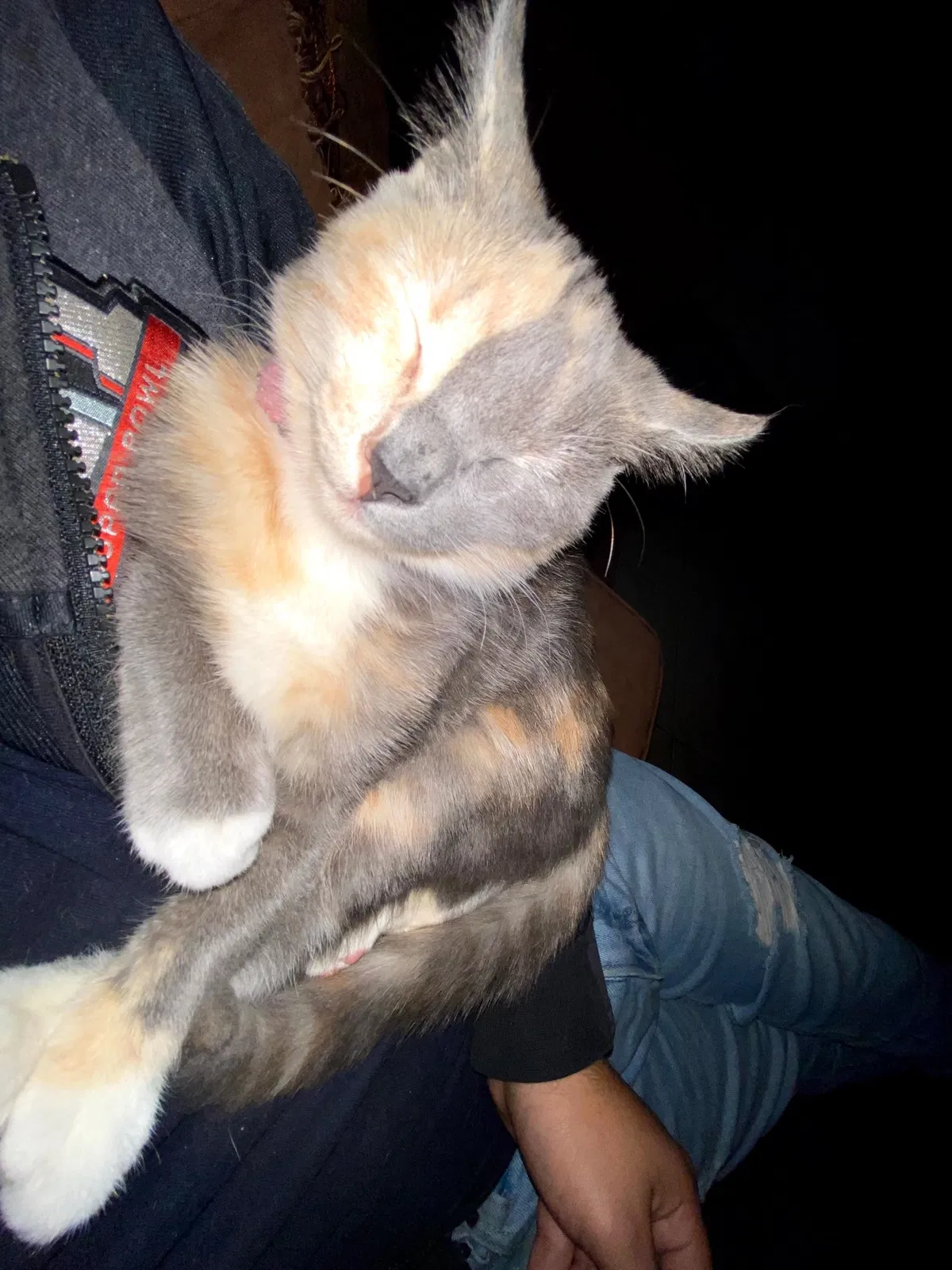 Lost cat in Pasadena, TX, 77502