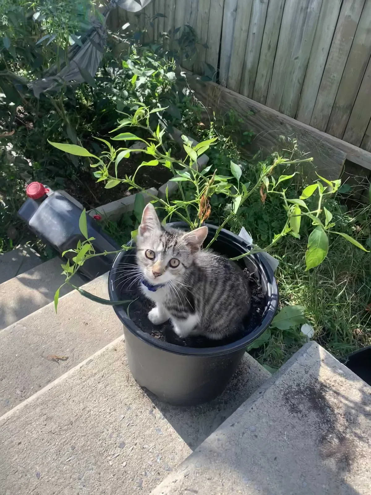 Lost cat in Norristown, PA, 19401