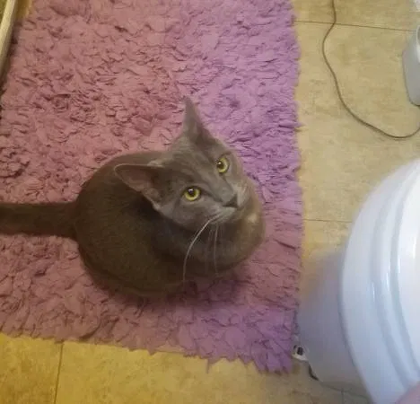 Lost cat in San Marcos, TX, 78666