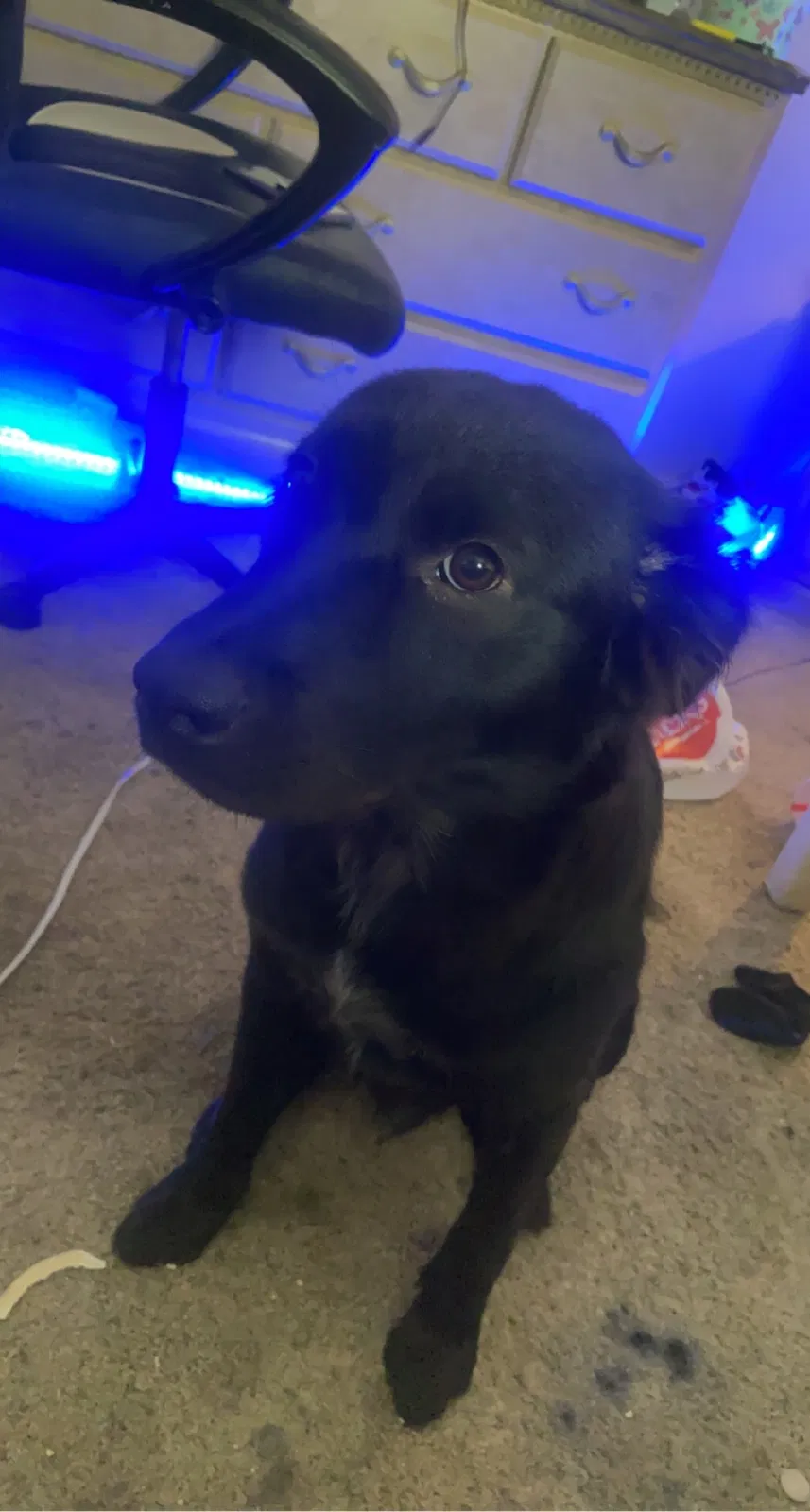 Lost dog in Cullman, AL, 35055