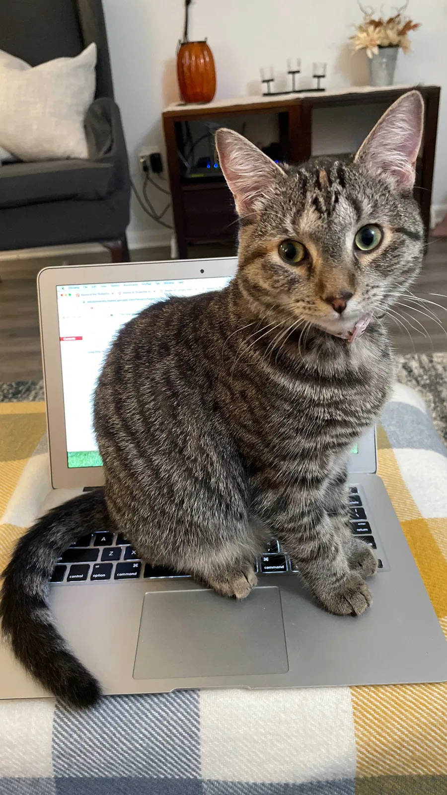 Lost cat in Elkins Park, PA, 19027