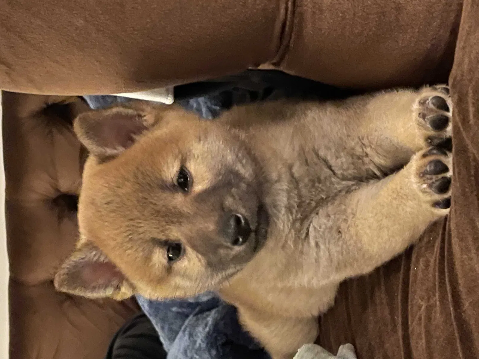 Lost dog in Chicago, IL, 60611