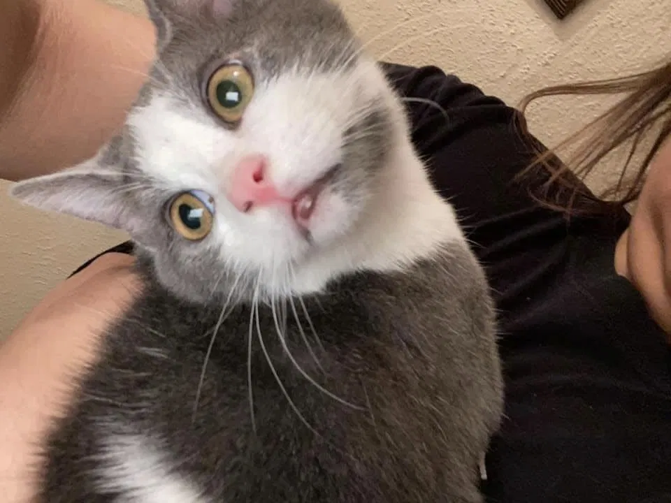 Lost cat in San Antonio, TX, 78223