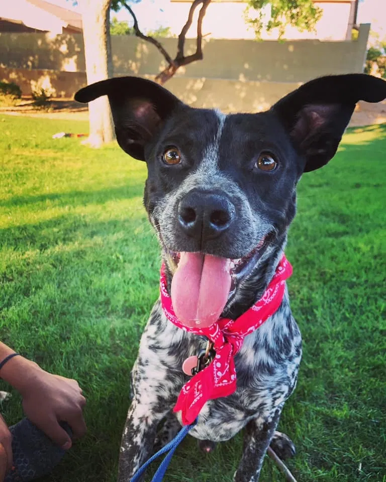 Lost dog in Phoenix, AZ, 85051