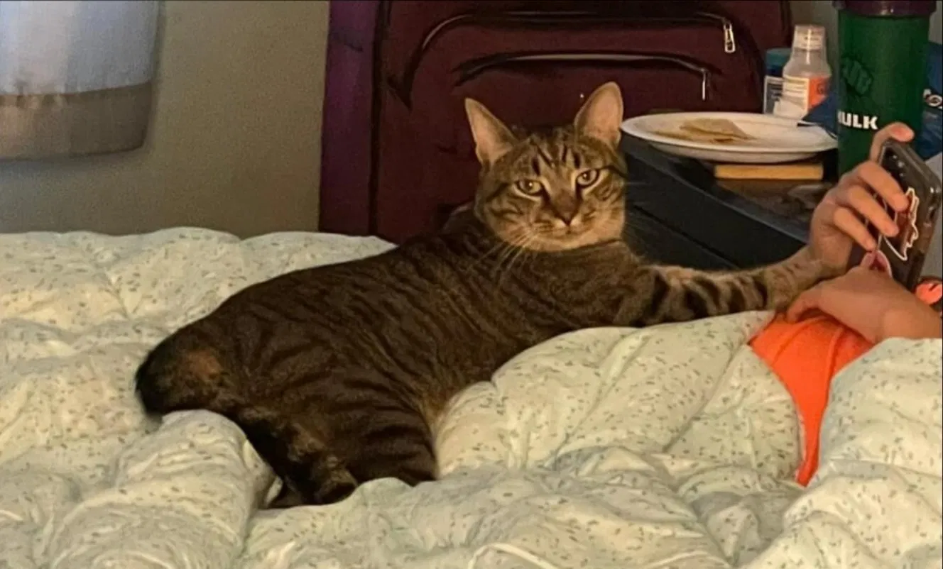 Lost cat in Woodbridge, VA, 22192