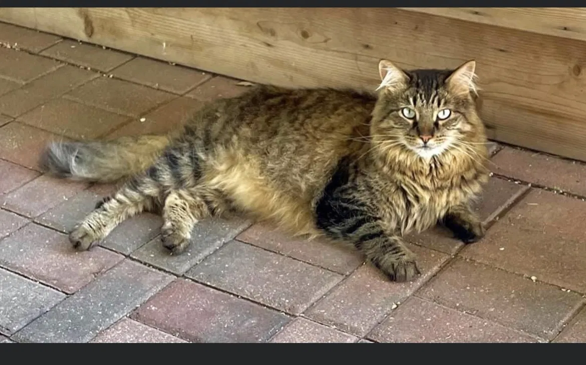 Lost cat in Glen Ellyn, IL, 60137