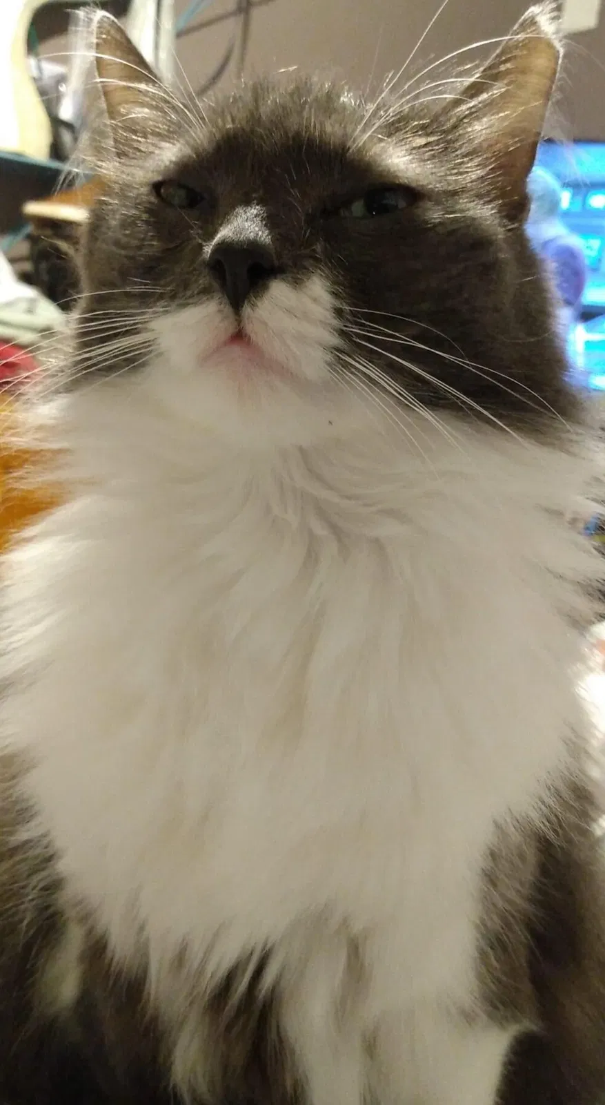 Lost cat in Fort Worth, TX, 76104