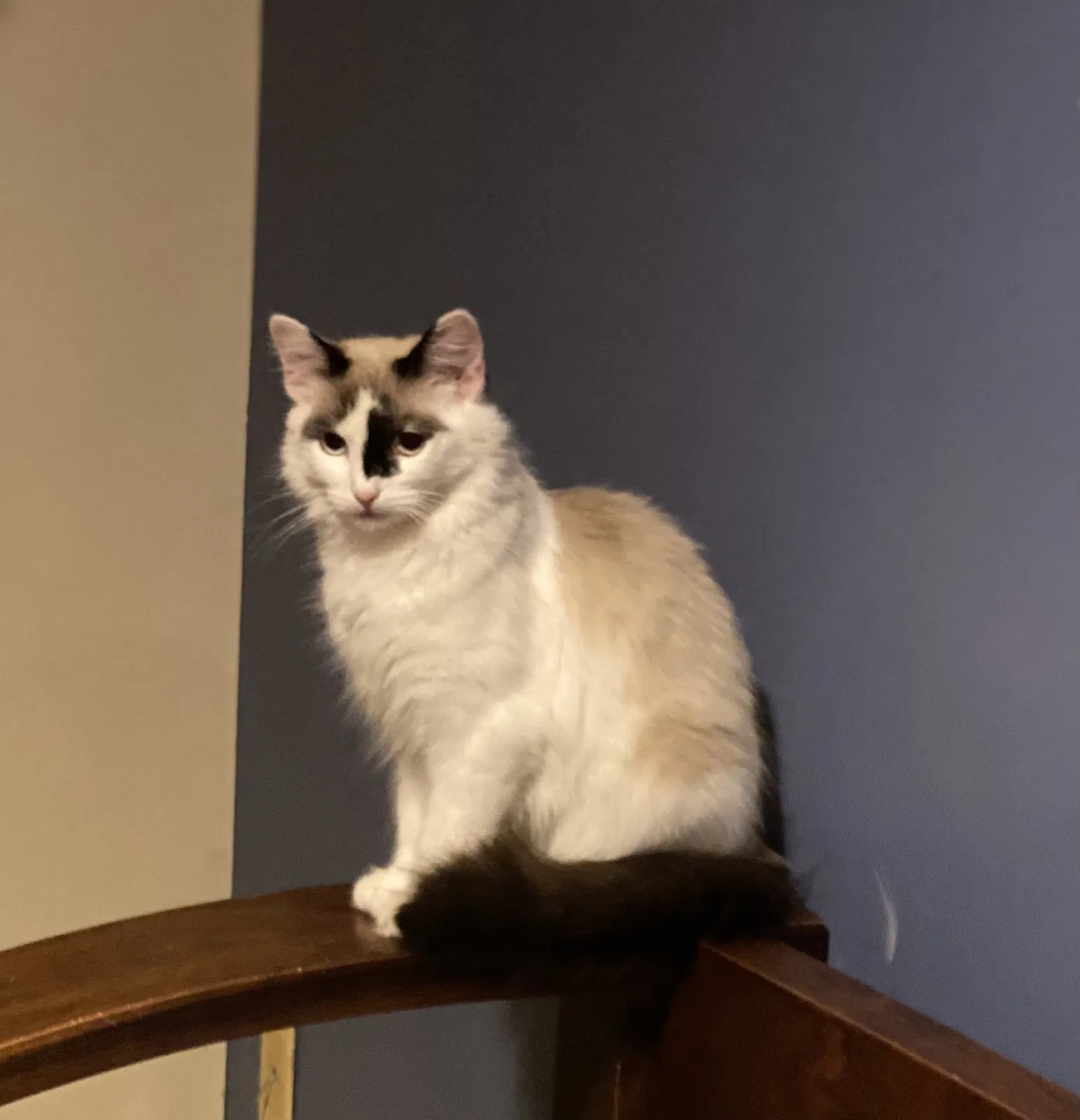 Lost cat in Lincroft, NJ, 7738